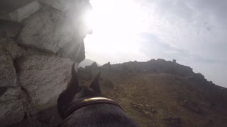 Llegar a la cima de una montaña a través de los ojos de un Doberman