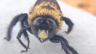 YOU WON'T BELIEVE YOUR EYES! MEET MY PET BEE! HIS NAME IS JBEE!