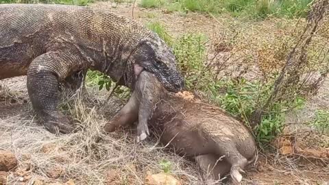 the Komodo dragon swallows the wild boar whole