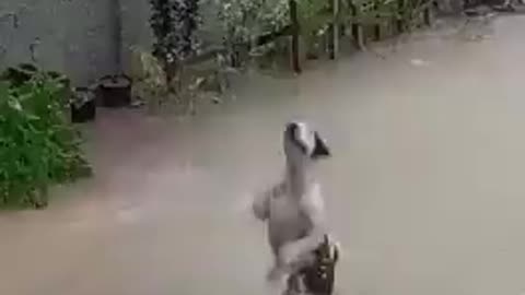 Super Happy Dog Loves Playing in the Rain
