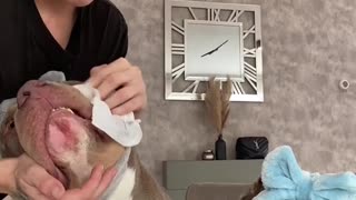 Morning Care Routine with Two Pups