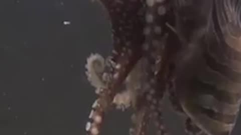 El apareamiento de los pulpos grandes rayados del Pacífico
