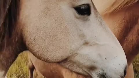 Best horse