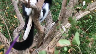 Clumsy Kitten Fails to Climb Tree