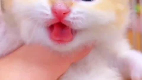 Cute baby cat, part 3