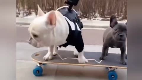 Dog playing with skating