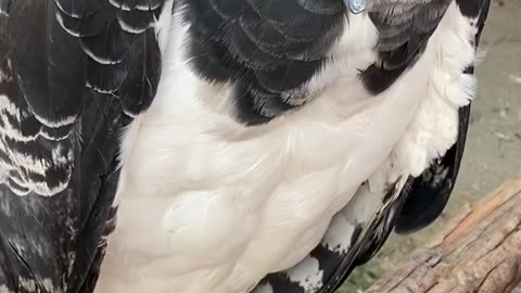 the majestic Harpy or Harpy Eagle!