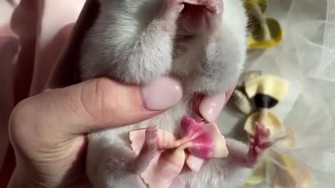 Cute Mouse video eating 🐭 beautiful 😻