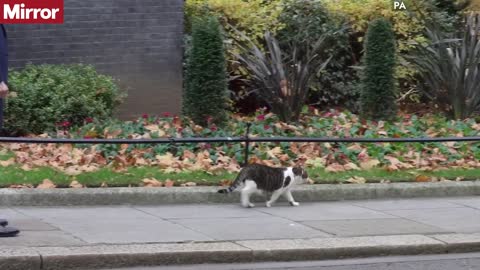Larry the Cat walks the Downing Street red carpet