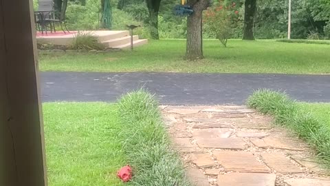 Dog Responds to Squirrel Spotting Call