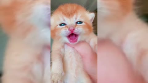 Cat videos, cute videos, cute video 2022, cat sound, cat crying|