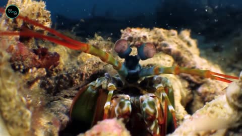 Punch Or A Bullet Mantis Shrimps Can Punch With The Force Of A Bullet, Which Is Weird!