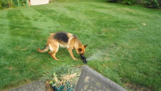 German Shepherd highly entertained by water sprinkler