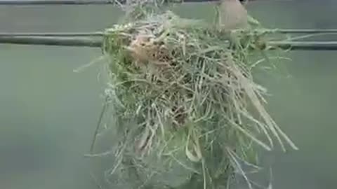 Weaver bird nest_Baya weaver making nest