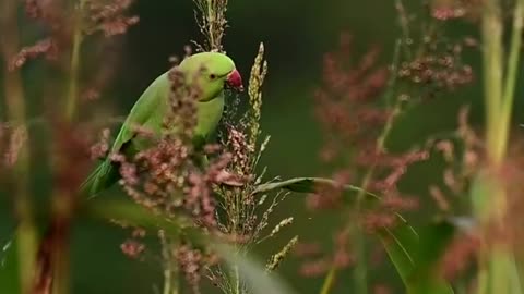 #birdsphotography #wildlife #discovery