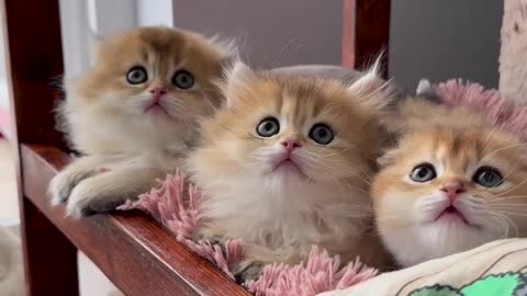 Cat lover | cat video | funny cat | funny cat video #paws #kitten #kitty #pet