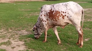 Cow comes for a pet.