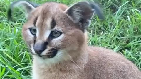 THIS IS A CARACAL A MEDIUM SIZED CAT FROM AFRICA