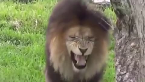 Funny videos' by scaring animals