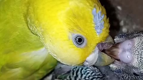 Parrot mother feeding