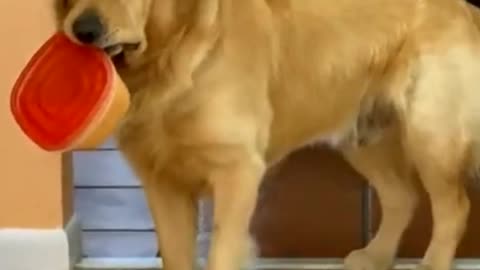 Beautifull Dog Cheating Video