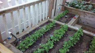 How I Am Trellising Peas