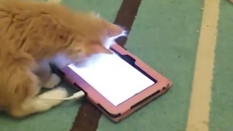 Kitten discovers the joys of technology