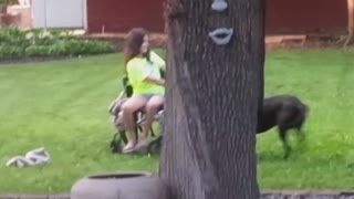 Cute dog pulls girl in wheel chair