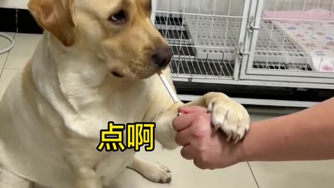 Funny video 🐕🐕