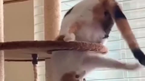 FUNNY CATS and DOGS -- New Funniest Animals Videos 2023