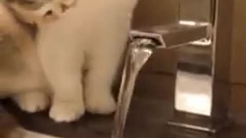 Thirsty Cat