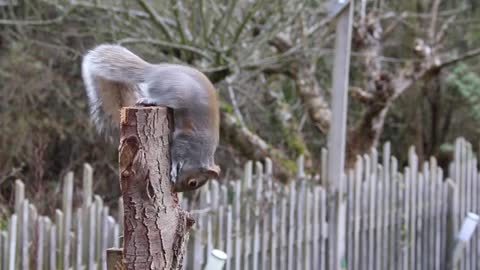 Watch the brown squirrel playing on the trunk of the tree at the country farm and eating food
