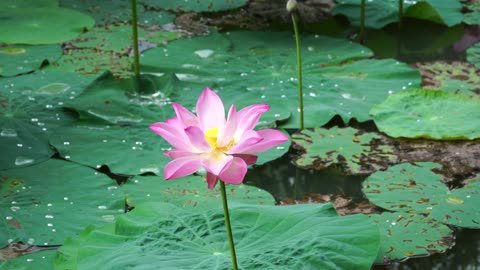 a lotus flower