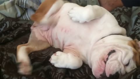 ADORABLE BULLDOG SMILES WHILE SCRATCHING!!