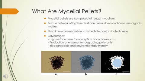 Mycelial Pellets In Mycoremediation