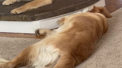 A day in the life of two goldens.