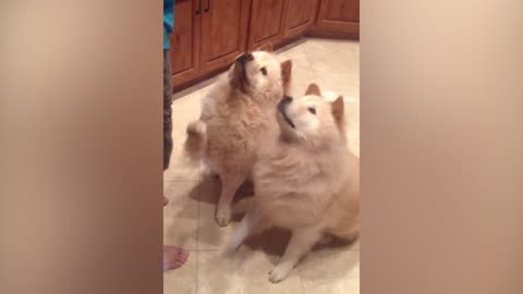 Fluffy Dogs Raise Their Paws When It's Their Turn For A Treat