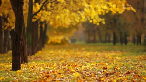 Autumn Aura Royalty-Free Fall Nature Stock Footage (Free Stock Video