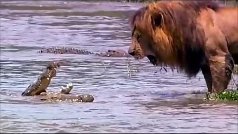 #lion #animals #wildanimals #crocodile #animalworld