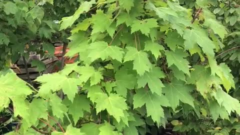 Potted red maple tree at Highland Hill Farm in Bucks County. Call us at 215 651 8329