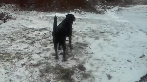 Dog super excited about the snow