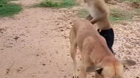 Dog Vs monkey