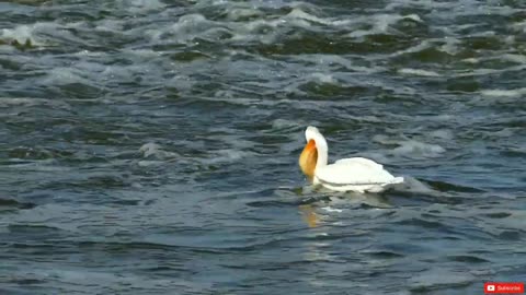 American White Pelican Hunting Fish #birds #hungry #pelicans
