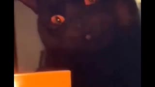 Black cat reaction on Halloween like black spell