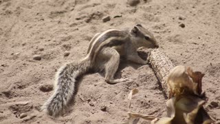 Squirrel looks hurry to eat corn in Sand