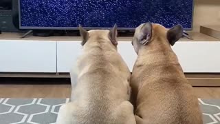 French Bulldogs watching TV movie Disney's Inside Out