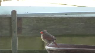 204 Toussaint Wildlife - Oak Harbor Ohio - Female Cardinal