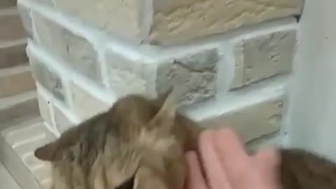 Fun_best video_cats