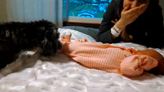 Puppy Meets Newborn Baby Girl For The First Time
