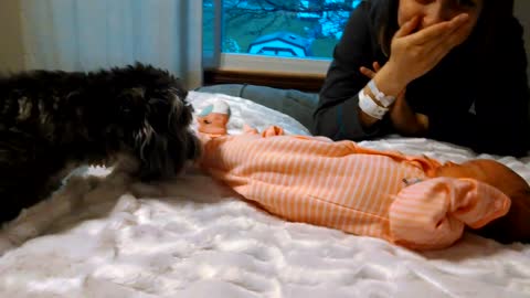 Puppy Meets Newborn Baby Girl For The First Time